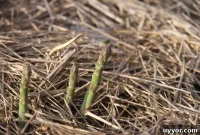 Plant Asparagus Crowns This Spring: Step-by-Step Planting Guide