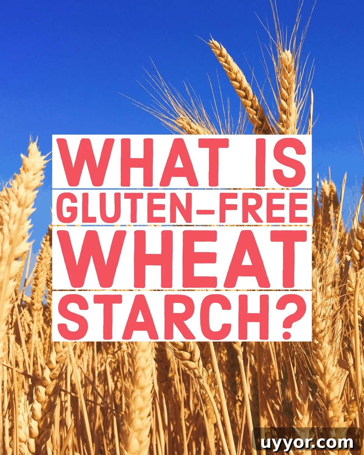 Is Wheat Starch Gluten-Free? What You Need to Know 2 A field of wheat with vibrant blue sky, text overlay "what is gluten-free wheat starch?"