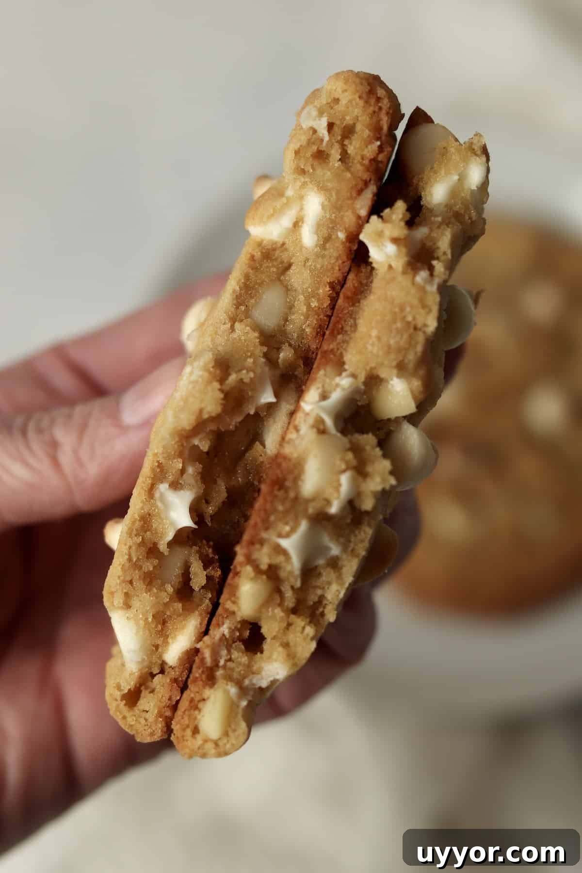 A single white chocolate macadamia nut cookie broken in half to show chewy center.