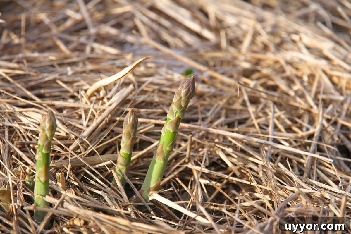 Asparagus crowns poking through straw mulch in an asparagus bed. 