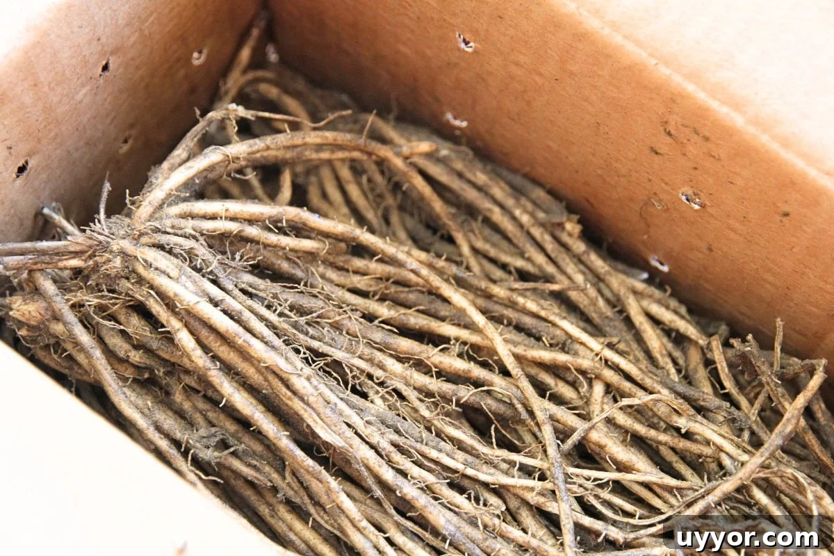 A cardboard box filled with asparagus crowns that have long white roots.