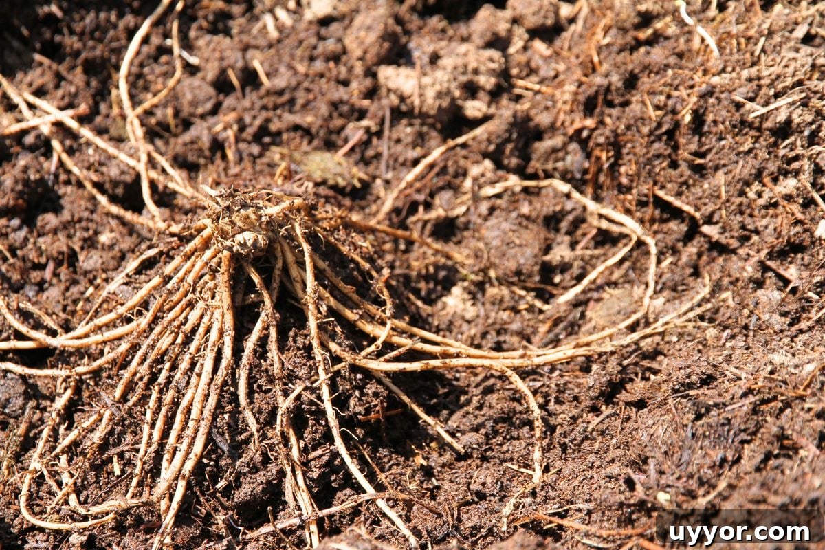 An asparagus crown, spread out in spider-like fashion on a mound of earth.