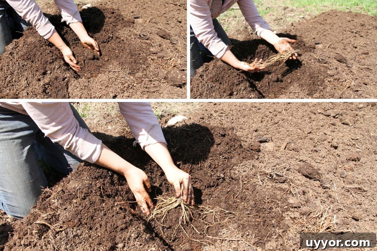 Three images showing how to dig a hole for asparagus, make a hill in the hole and spread roots in all directions.