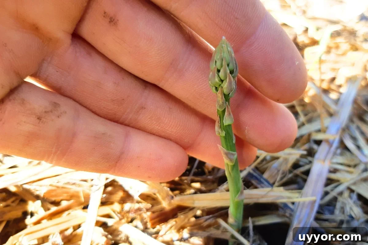 A tiny, pinky size green asparagus in its first spring. 