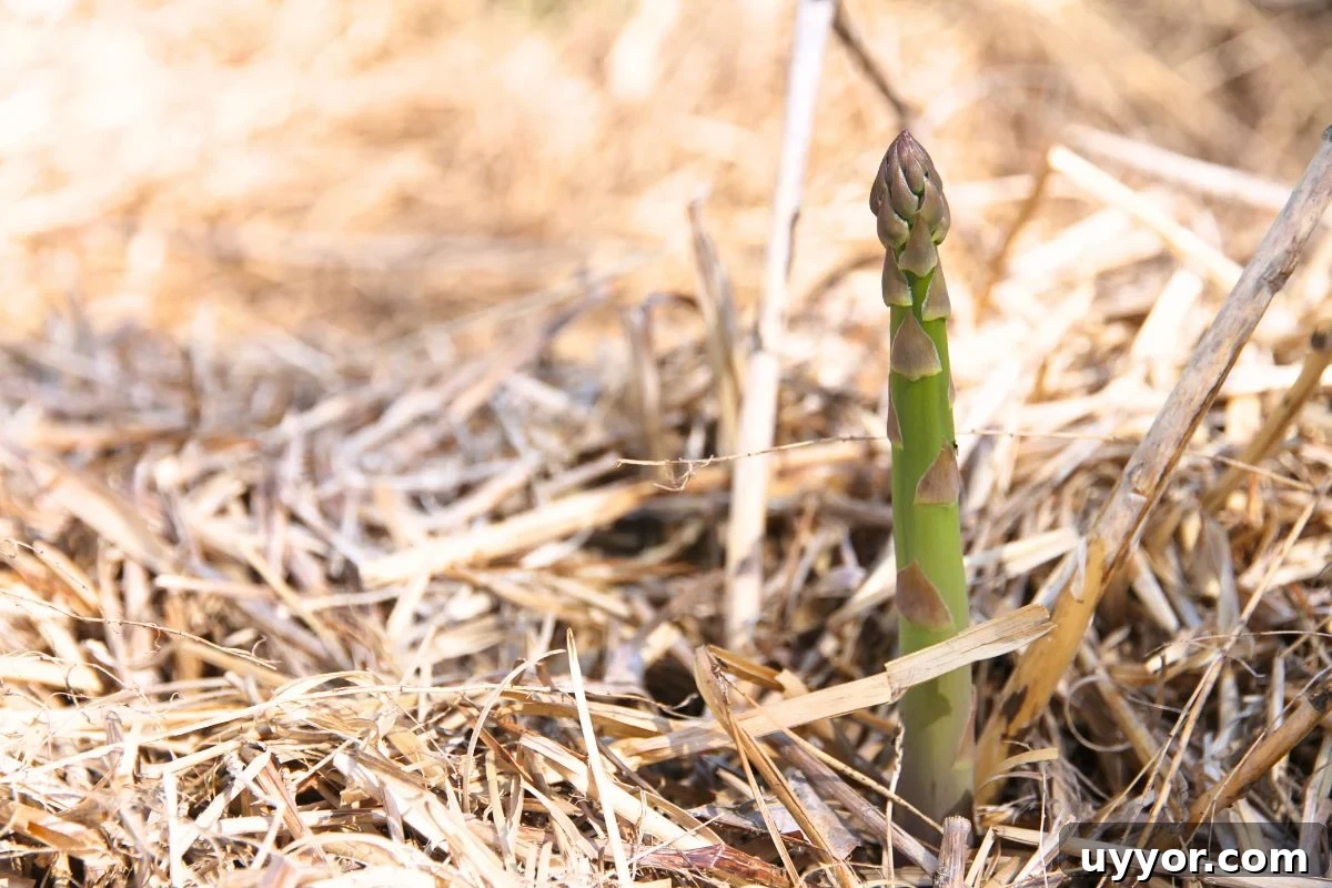 A single stalk of green asparagus poking up through straw mulch. 