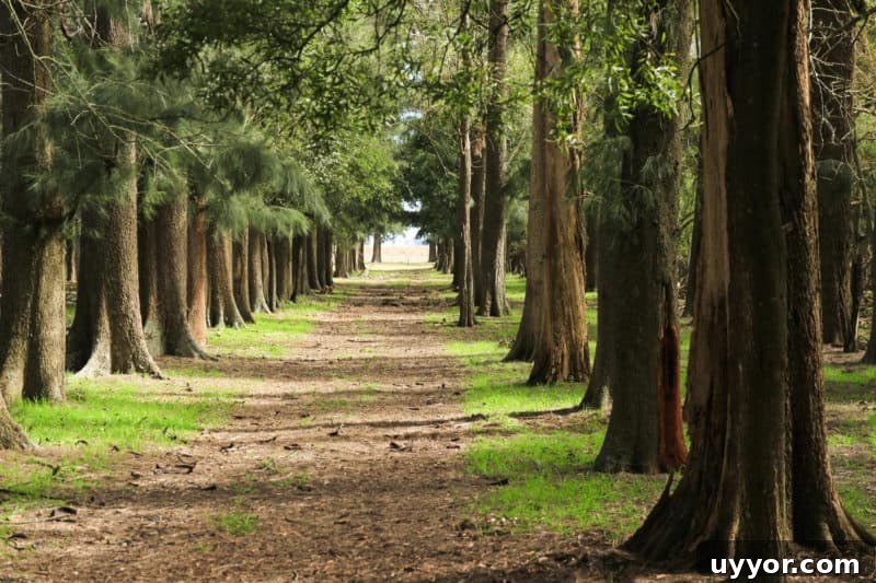 La Chela, Rauch: Guide to Visiting the Buenos Aires Province Town 14 La Chela