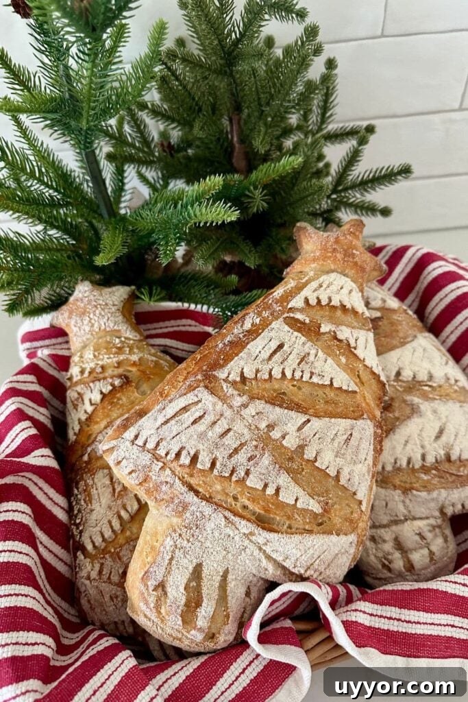 3 loaves of Christmas Tree Shaped Sourdough Bread arranged in a basket lined with a red and white dish towel. There are some green Christmas trees behind the bread.