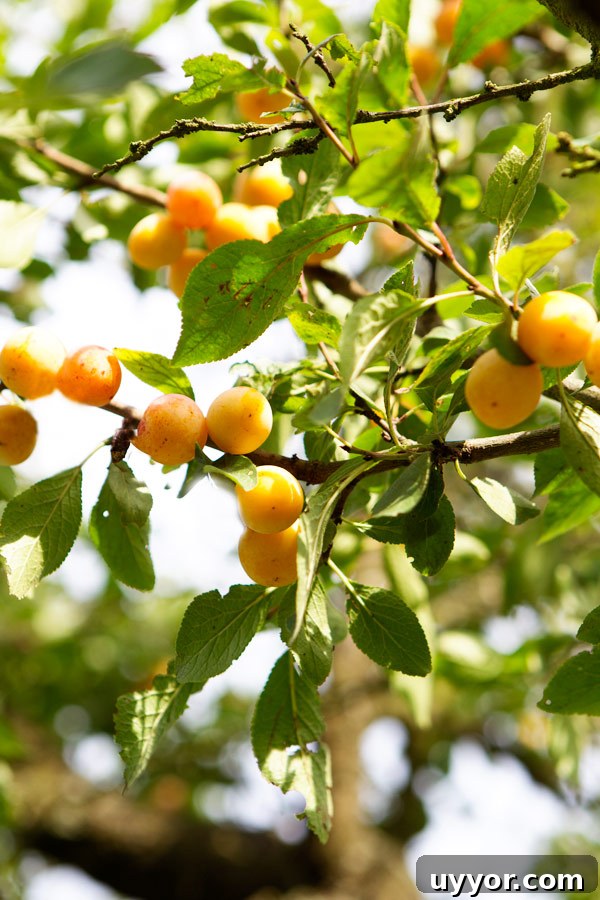 mirabelle tree lorraine france fruit