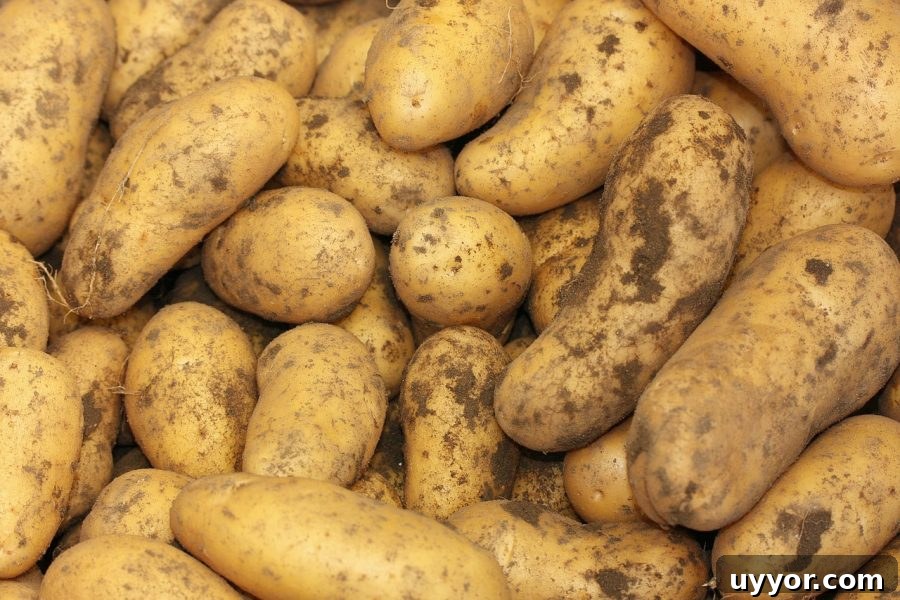 What’s in Season in December: Fresh Produce & Holiday Picks 13 What's in Season Guide: Potatoes