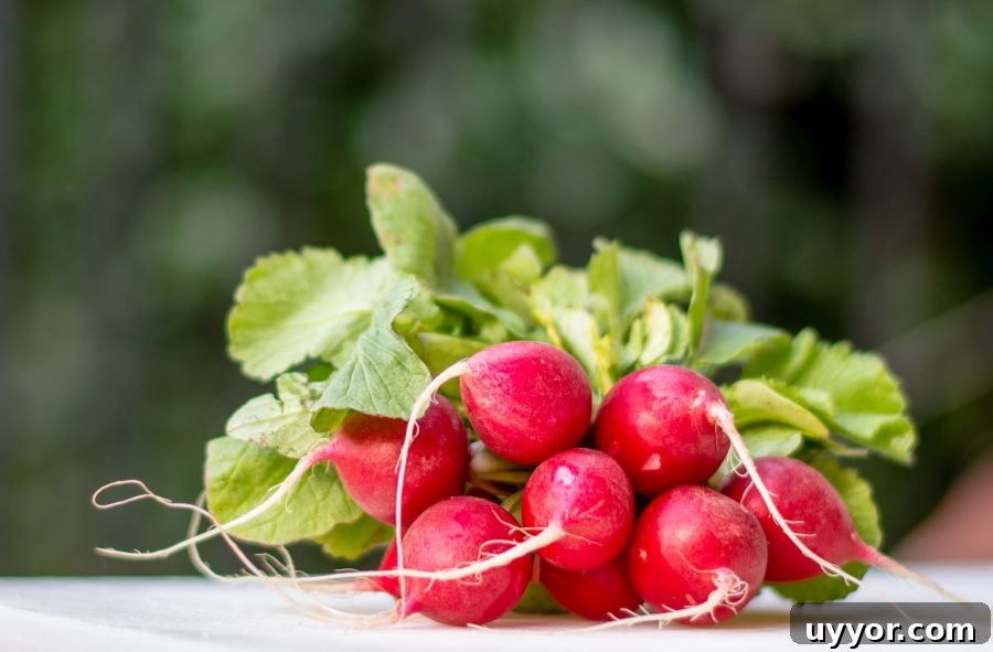 What’s in Season in December: Fresh Produce & Holiday Picks 14 What's in Season Guide: Radishes