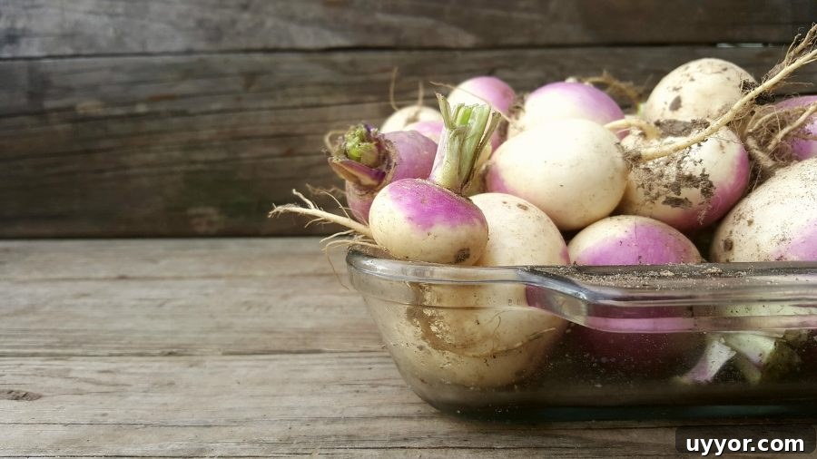 What’s in Season in December: Fresh Produce & Holiday Picks 16 What's in Season Guide: Turnips