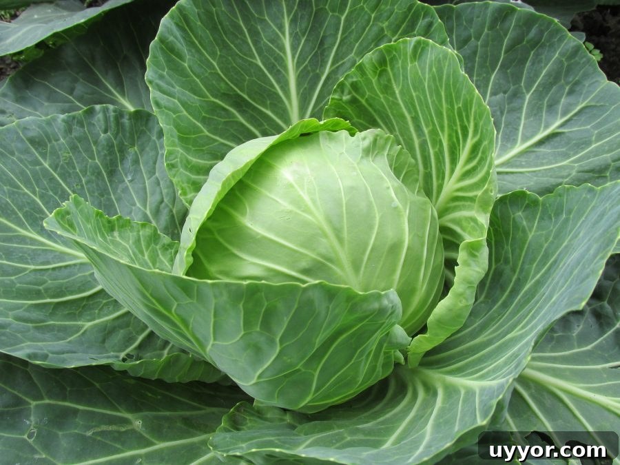 What’s in Season in December: Fresh Produce & Holiday Picks 6 What's in Season Guide: Cabbage