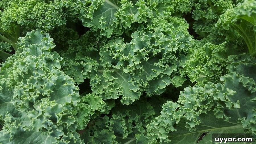 What’s in Season in December: Fresh Produce & Holiday Picks 10 What's in Season Guide: Kale