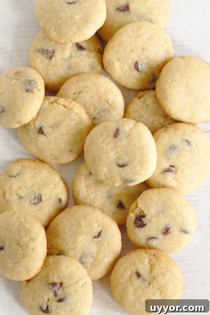 Chocolate Chip Cookie