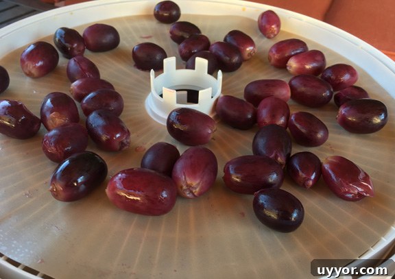cracked grapes on dehydrator racks