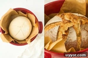 dough in dutch oven before and after baking