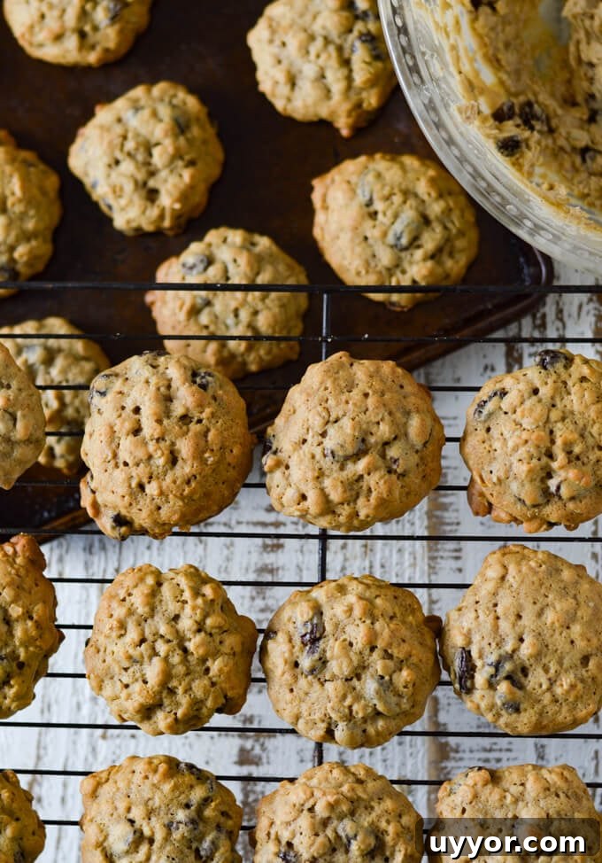 Baked oatmeal raisin cookies sit on a wire baking rack with a pan of baked cookies below it. A bowl of cookie dough sits next to them.
