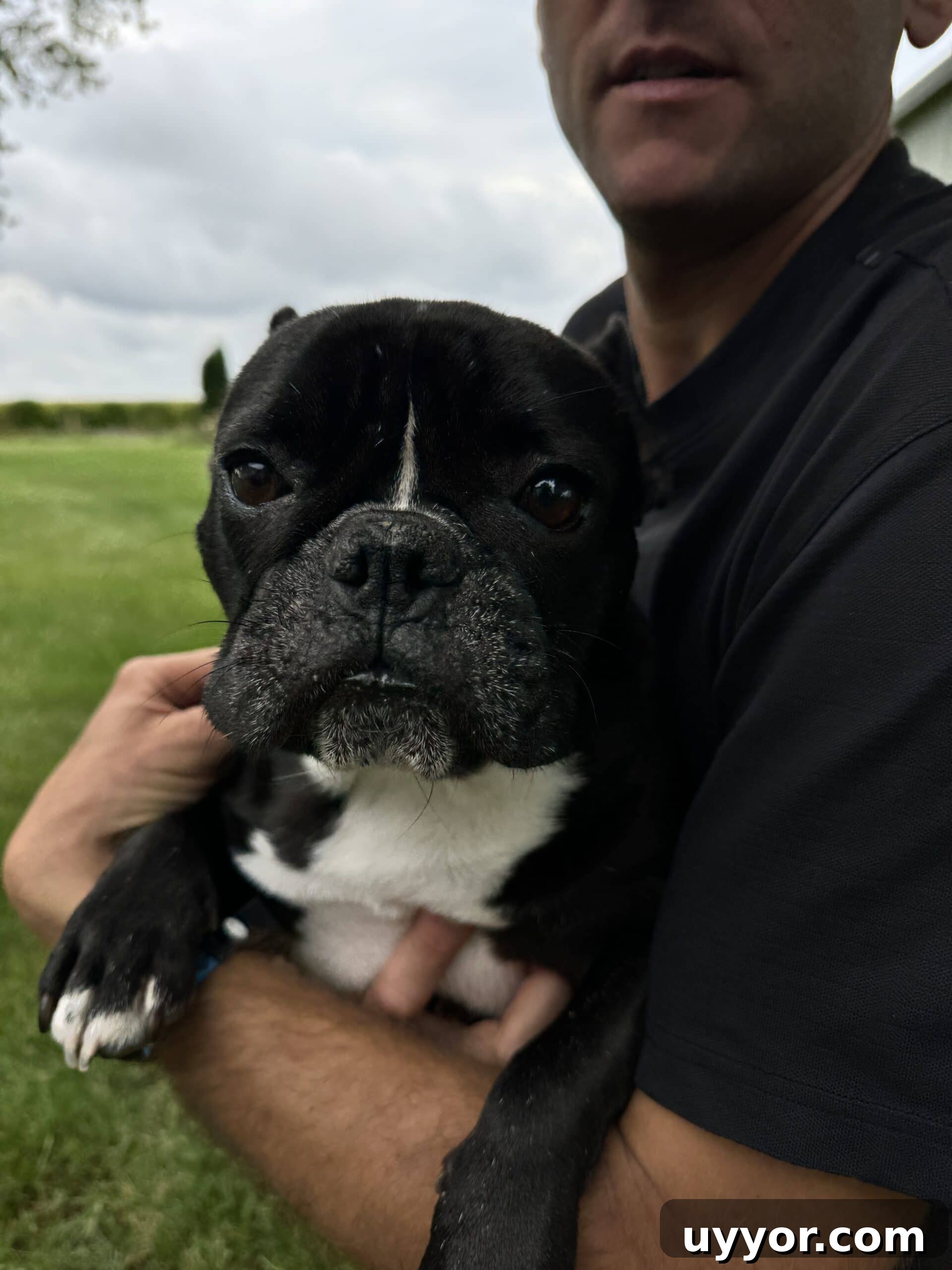 August 2024 Events, Deals & Planning Guide 12 Close up of black French bulldog named Kip with sad look on his face.