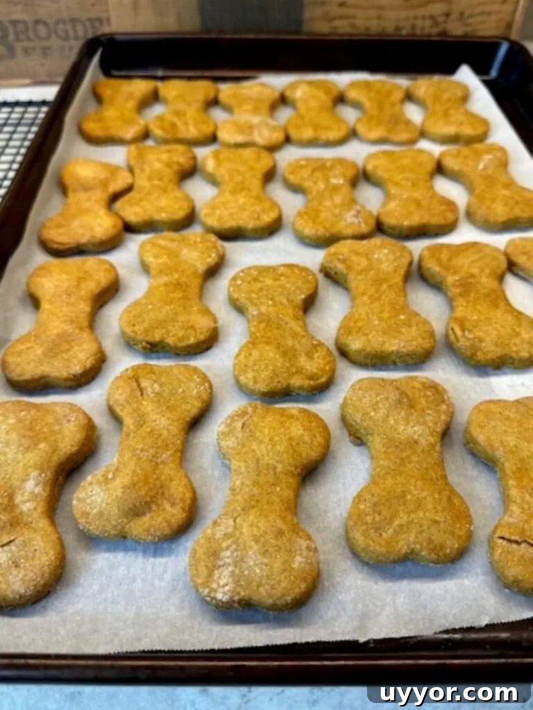 dog treats baked