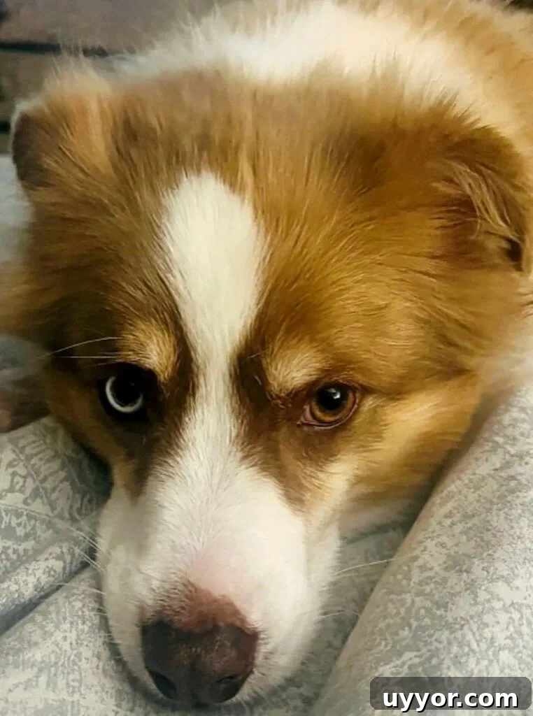 Cash pouting for dog treats