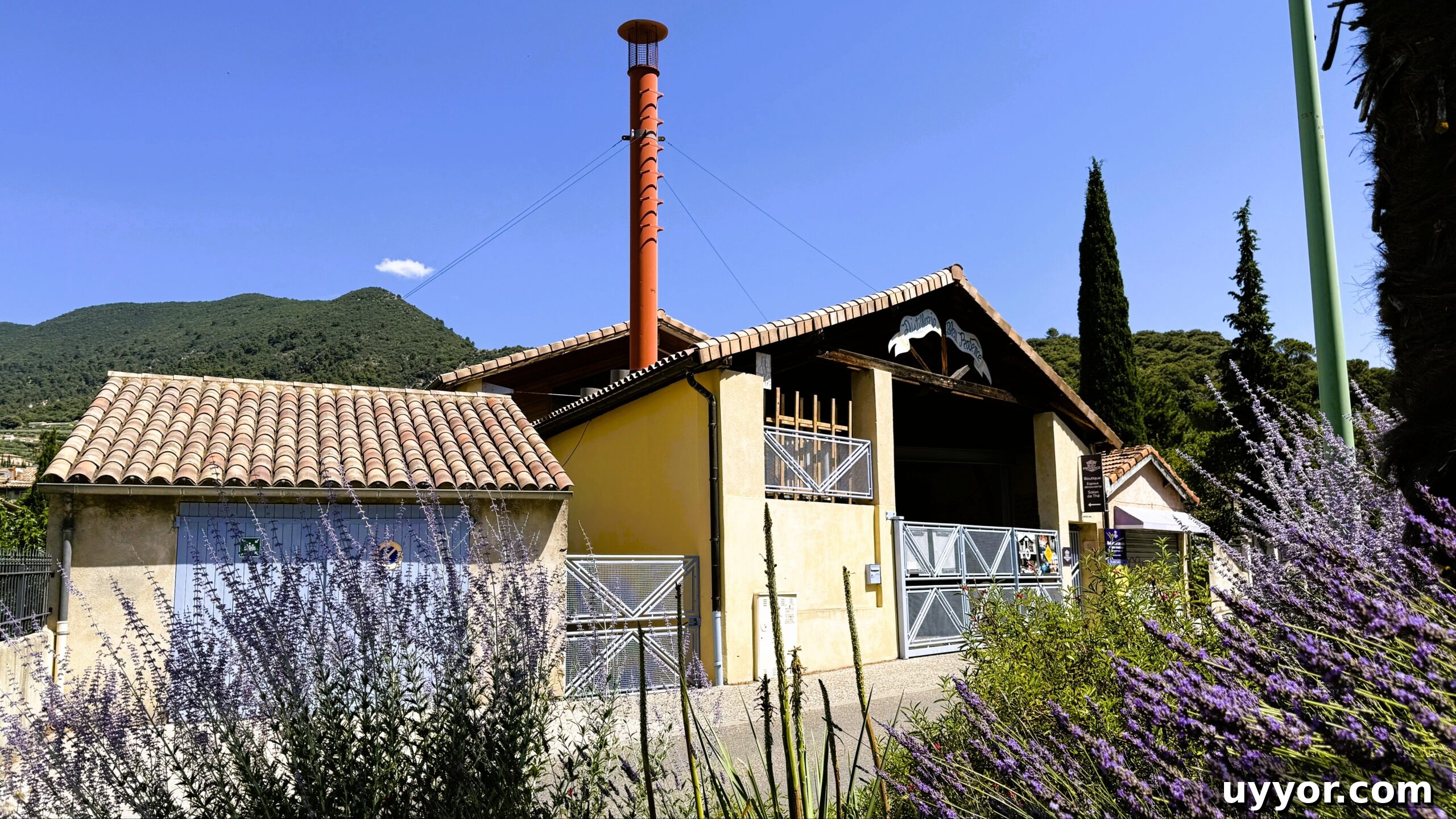 48 Hours in Provence: Follow Lavender from Field to Essential Oil 2 img 9214 1