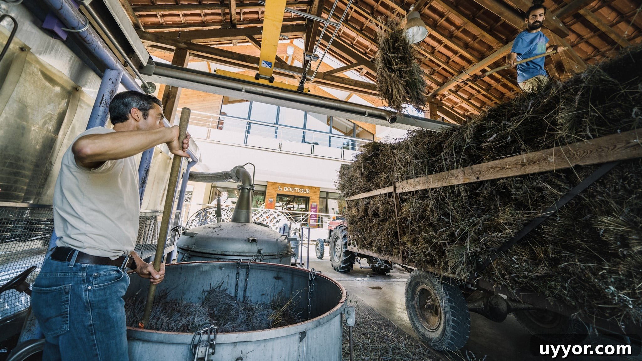 48 Hours in Provence: Follow Lavender from Field to Essential Oil 13 Workers putting lavender plants in distilling pots.