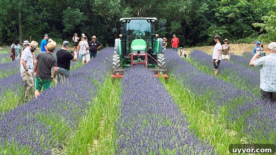 48 Hours in Provence: Follow Lavender from Field to Essential Oil 7 Mower in the lavender fields.