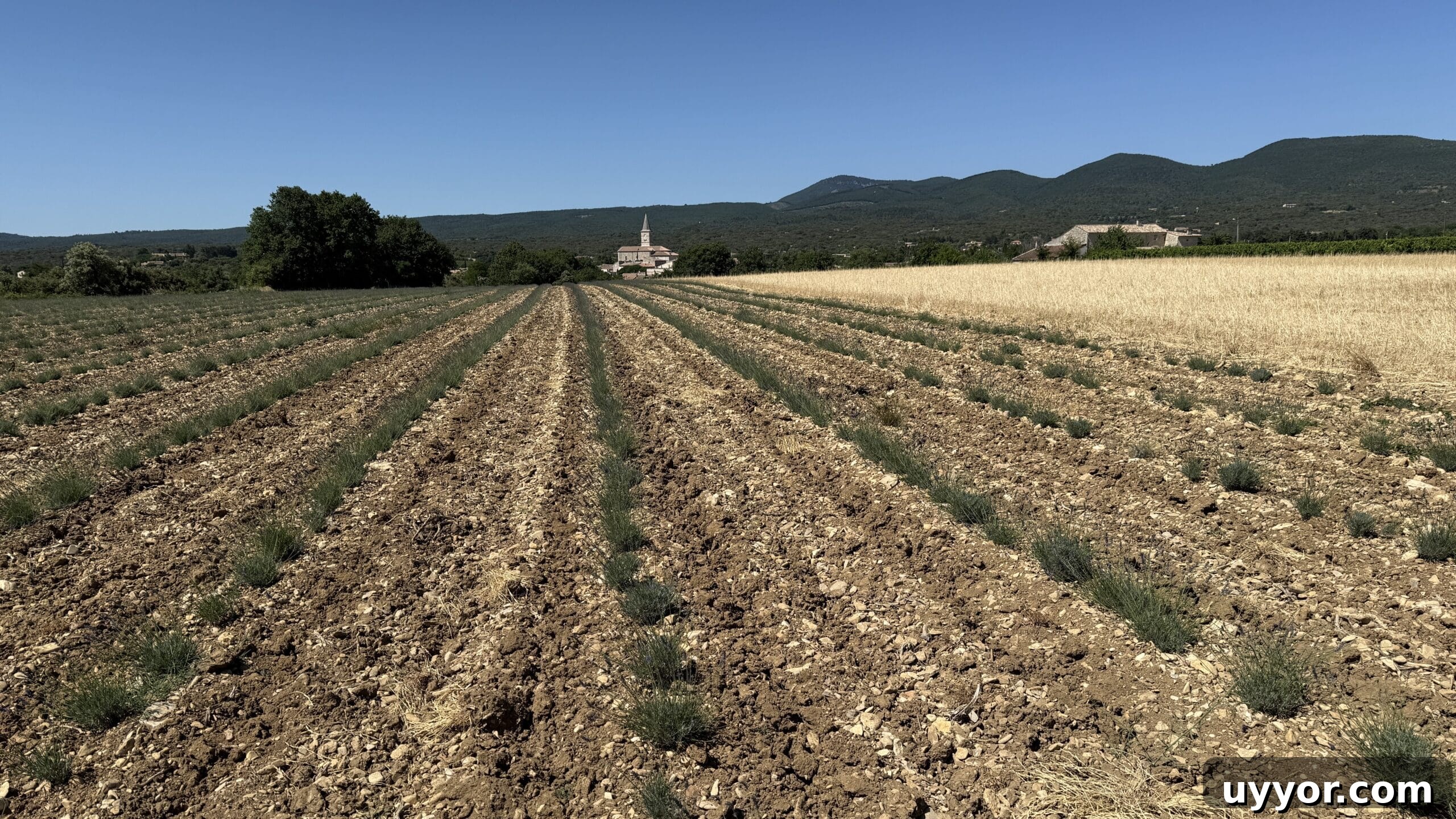 48 Hours in Provence: Follow Lavender from Field to Essential Oil 8 Rocky lavender fields