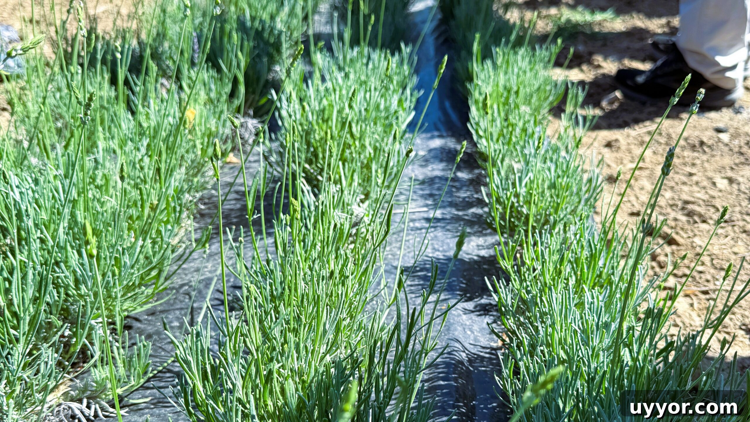 48 Hours in Provence: Follow Lavender from Field to Essential Oil 9 Farmer Bastien Long has rooted thousands of cuttings of lavandin in his nursery in preparation for field planting.