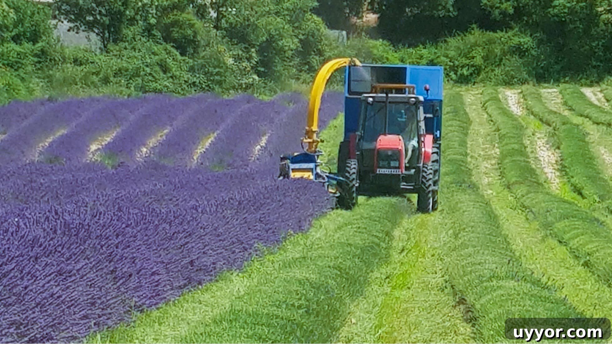 48 Hours in Provence: Follow Lavender from Field to Essential Oil 10 Espieur harvester in the lavender fields.